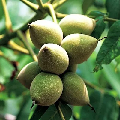 Орех МАНЬЧЖУРСКИЙ  Орех МАНЬЧЖУРСКИЙ в Горках