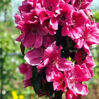 Яблоня МАЛИНОВОЕ ОЖЕРЕЛЬЕ колонновидная в Горках