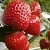 Клубника АРГЕНТЕРА в Горках