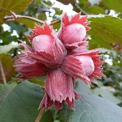 Фундук СКАРЛЕТТ  Фундук СКАРЛЕТТ в Горках