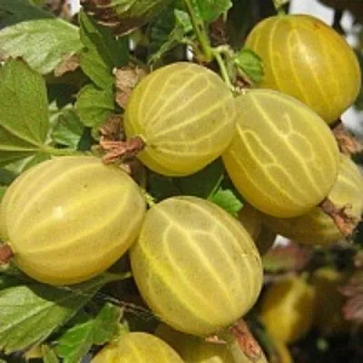 Крыжовник КУРШУ ДЗИНТАРС   Крыжовник КУРШУ ДЗИНТАРС  в Горках