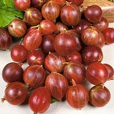 Крыжовник ОЛАВИ (ХИННОНМАЕН ПУНАЙНЕН)  Крыжовник ОЛАВИ (ХИННОНМАЕН ПУНАЙНЕН) в Горках