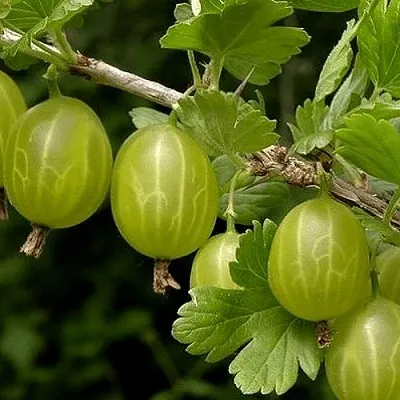 Крыжовник УРАЛЬСКИЙ БЕСШИПНЫЙ  Крыжовник УРАЛЬСКИЙ БЕСШИПНЫЙ в Горках