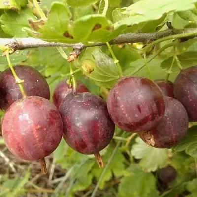 Крыжовник СМЕНА  Крыжовник СМЕНА в Горках