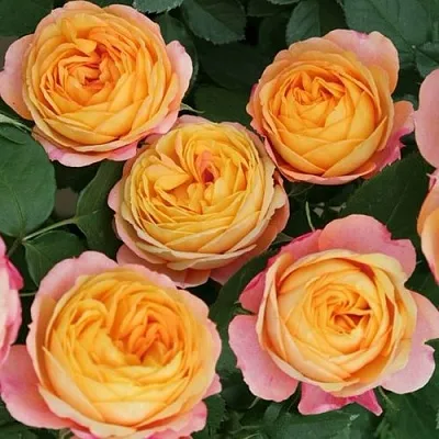 Роза БЕБИ РОМАНТИКА миниатюрная  Роза БЕБИ РОМАНТИКА миниатюрная в Горках