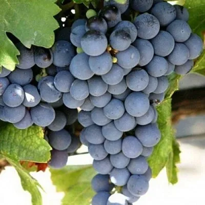 Виноград ЧЕСУРАН  Виноград ЧЕСУРАН в Горках