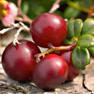 Клюква ЭРЛИ БЛЭК — описание сорта Клюква ЭРЛИ БЛЭК в Горках