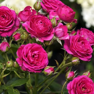 Роза БЕБИ КРИМСОН миниатюрная  Роза БЕБИ КРИМСОН миниатюрная в Горках