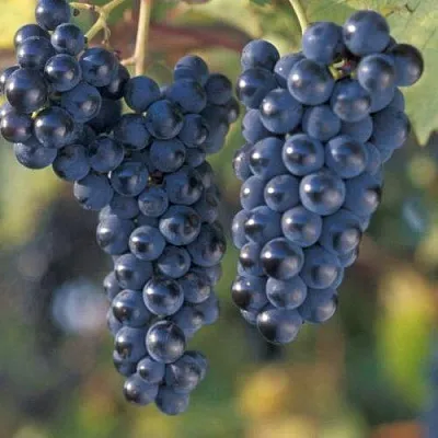 Виноград МАРКЕТТ  Виноград МАРКЕТТ в Горках