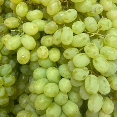 Зеленый в Горках