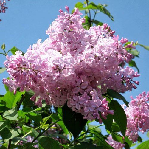 Сирень БУФФОН в Горках