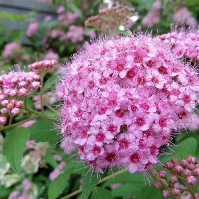 Розовая в Горках