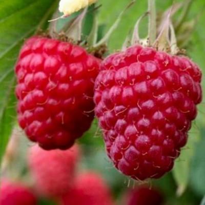 Средняя в Горках