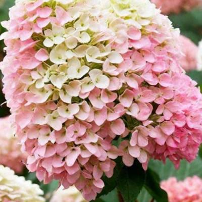 Низкорослые (карликовые) в Горках