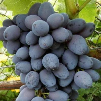 Черный виноград в Горках