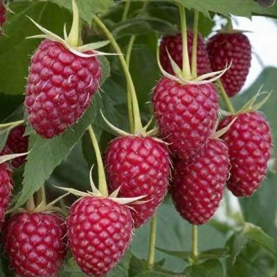 Высокая в Горках