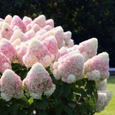 Бело-розовая в Горках