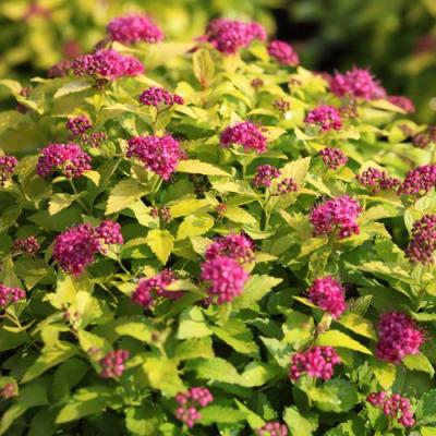 Японская в Горках