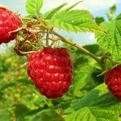 Бесшипная в Горках