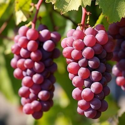 Фиолетовый в Горках