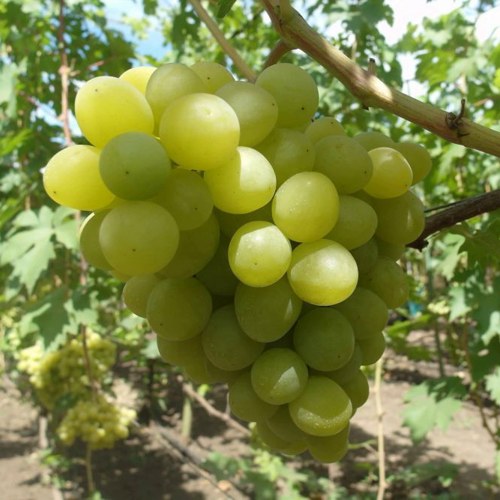 виноград Валек