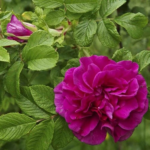 Шиповник ХАНСА в Горках