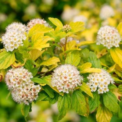 Желтый в Горках