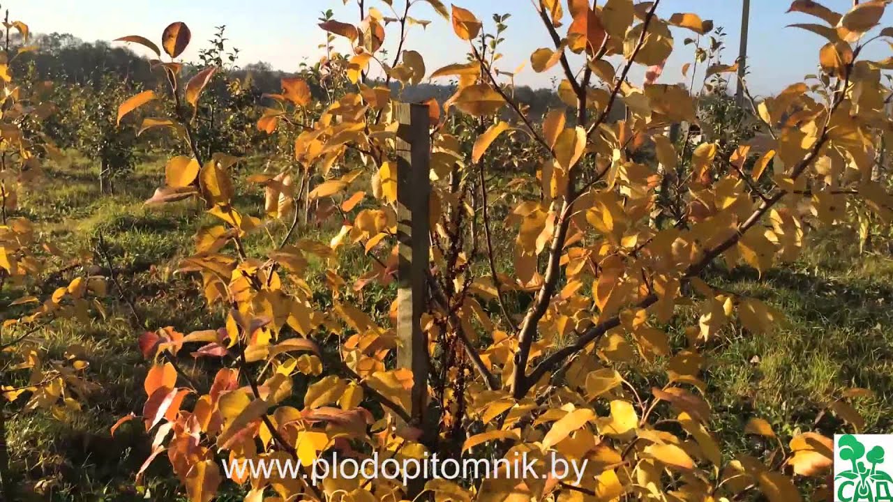 Превью видео