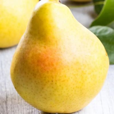 Желтая в Горках