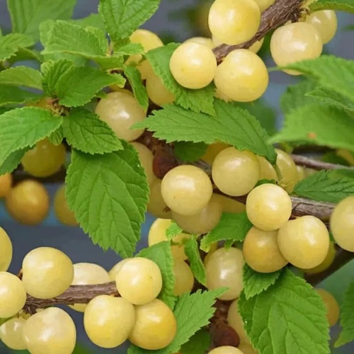 Вишня СНЕВИТ войлочная в Горках