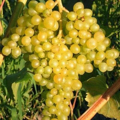 Желтый в Горках