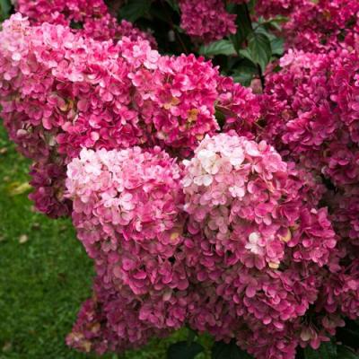 Фрайз в Горках