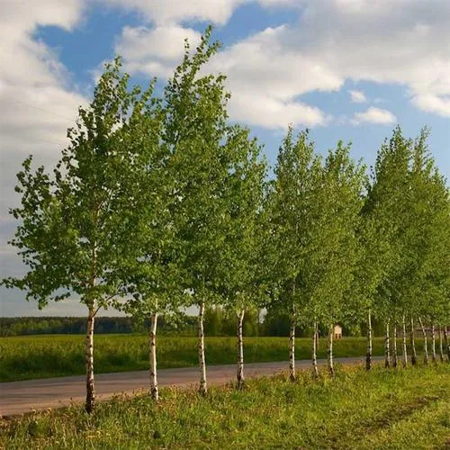 Береза обыкновенная в Горках