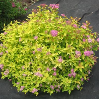 Голден в Горках