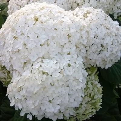 Белая в Горках