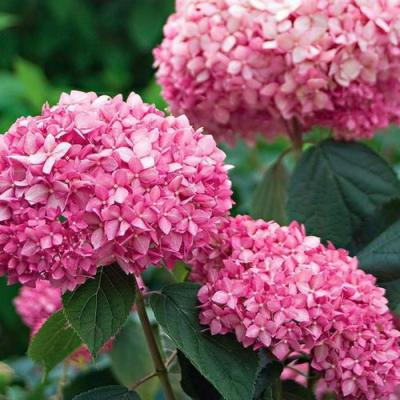 Розовая в Горках