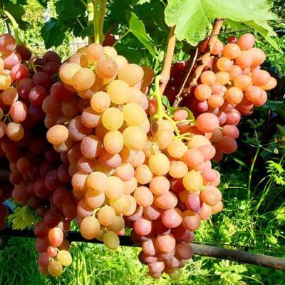 Сладкий в Горках