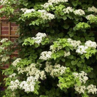 Черешковая в Горках