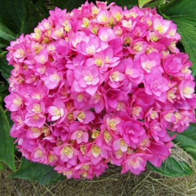 Ремонтантная в Горках