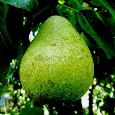 Зеленая в Горках