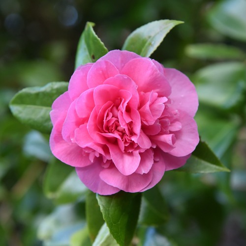 Камелия ДЕББИ в Горках