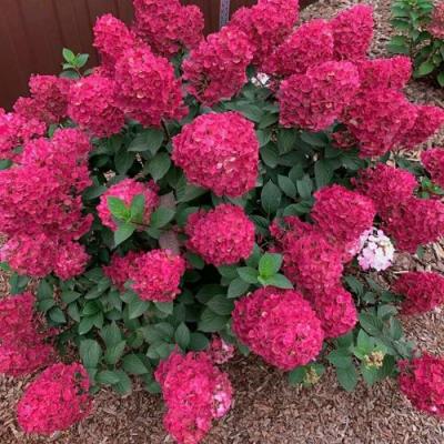 Красная в Горках