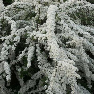 Серая в Горках