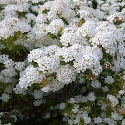 Белая в Горках