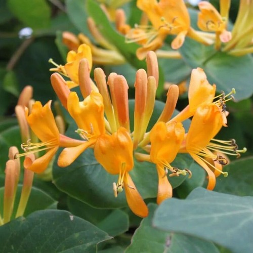 Жимолость ТЕЛЬМАНА в Горках