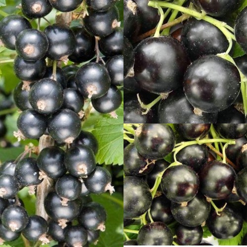 Комплект ЧЕРНАЯ СИЛА в Горках