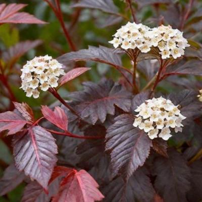 Бордовый в Горках