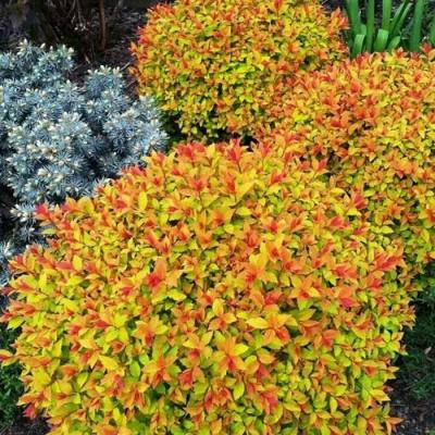 Низкорослая в Горках