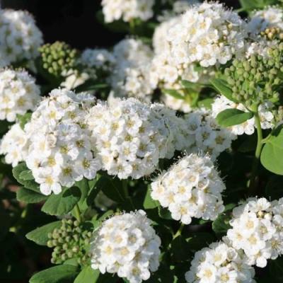 Березолистная в Горках