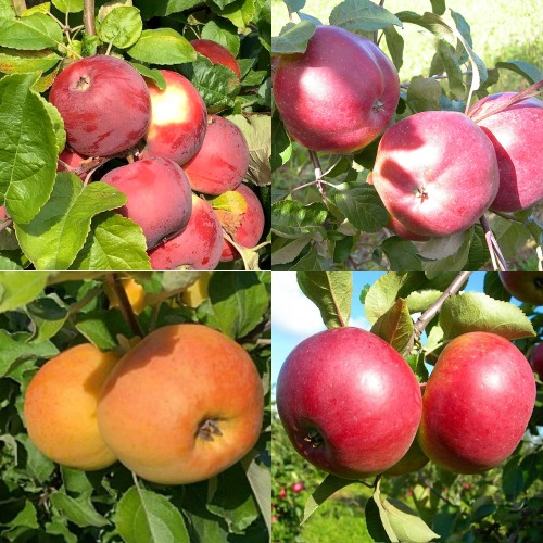 Комплект ЯБЛОНЕВЫЙ КВАРТЕТ в Горках